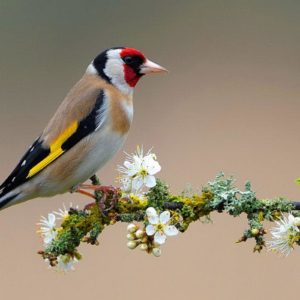 download Of Birds Wallpapers and Background