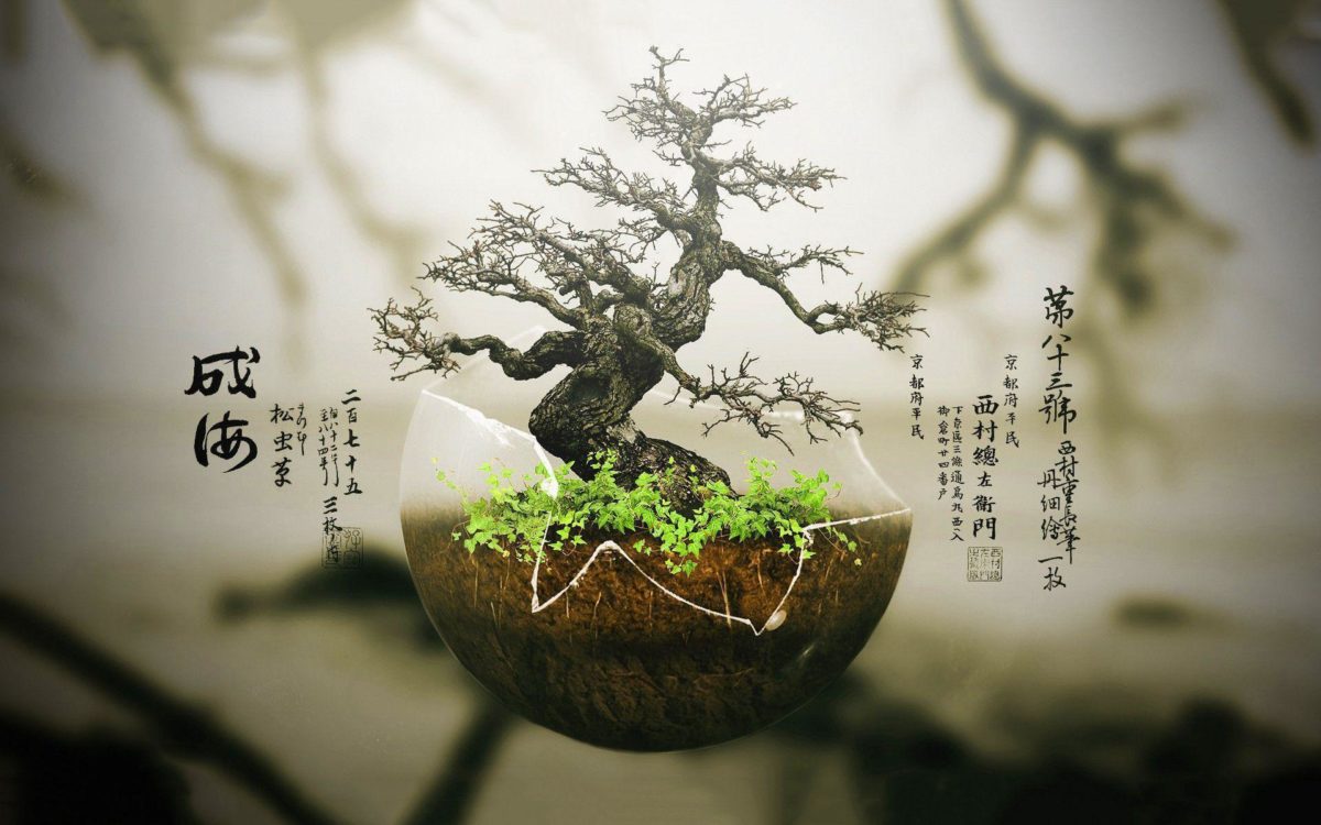 Bonsai Tree Wallpaper | Download Wallpapers