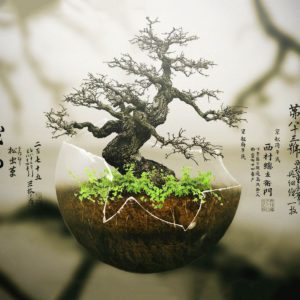 download Bonsai Tree Wallpaper | Download Wallpapers