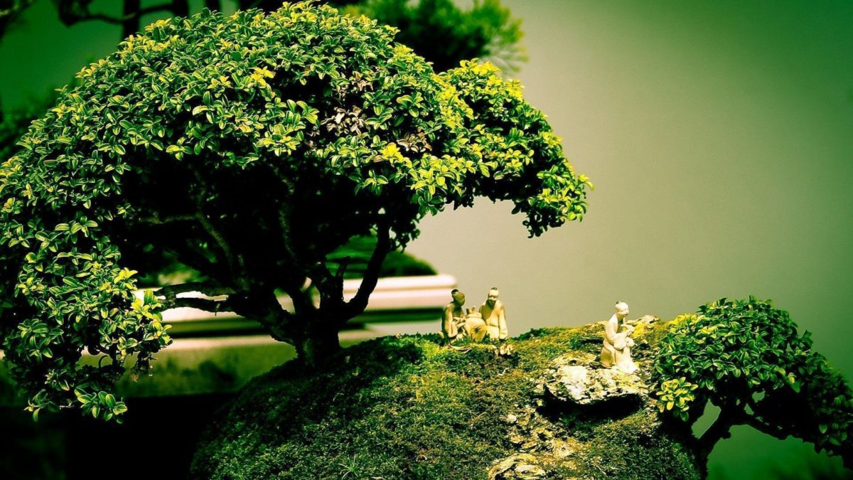 Beautiful Bonsai Tree HD Wallpapers | Photo and Wallpapers