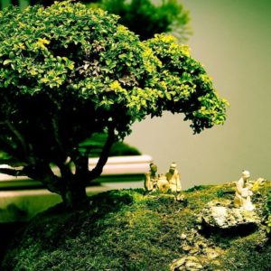 download Beautiful Bonsai Tree HD Wallpapers | Photo and Wallpapers