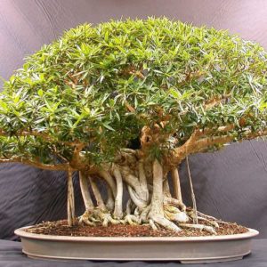 download Beautiful Bonsai Tree Images – Images