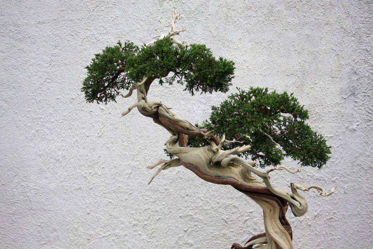 Bonsai Tree Wallpapers and Background
