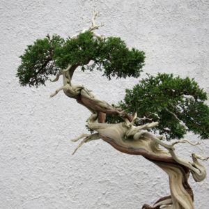 download Bonsai Tree Wallpapers and Background
