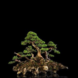 download Beautiful Bonsai Tree HD Wallpapers | Photo and Wallpapers