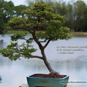 download Quotes Wallpaper Pictures | Bonsai-Tree – 1024×768