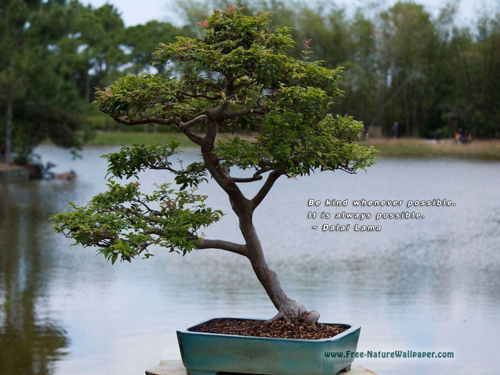 Quotes Wallpaper Pictures | Bonsai-Tree – 1024×768