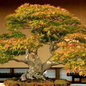 download Bonsai Tree HD Wallpapers Photos Images