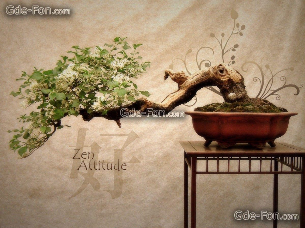 Download wallpaper Bonsai, Japan, tree, Flowers free desktop …
