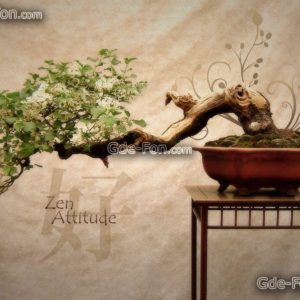 download Download wallpaper Bonsai, Japan, tree, Flowers free desktop …