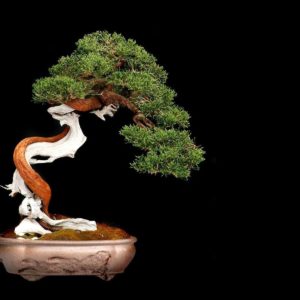 download Most Downloaded Bonsai Wallpapers – Full HD wallpaper search