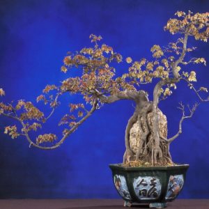 download Download Bonsai Wallpaper 1600×1200 | Wallpoper #362171