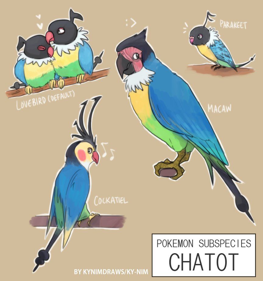 Pkmn Subspecies: Chatot by ky-nim on DeviantArt