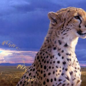 download 226 Cheetah Wallpapers | Cheetah Backgrounds Page 5