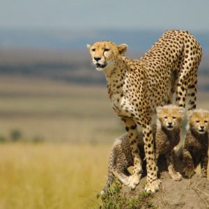 download 20 HD Cheetah Wallpaper | CuriositySplash