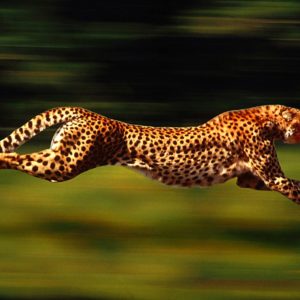 download Cheetah Wallpapers – HD Wallpapers Inn