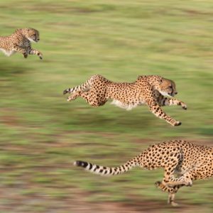 download 226 Cheetah Wallpapers | Cheetah Backgrounds