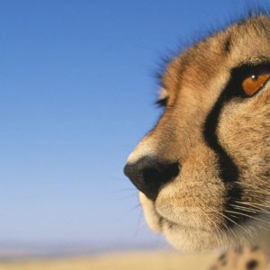 download 226 Cheetah Wallpapers | Cheetah Backgrounds Page 5