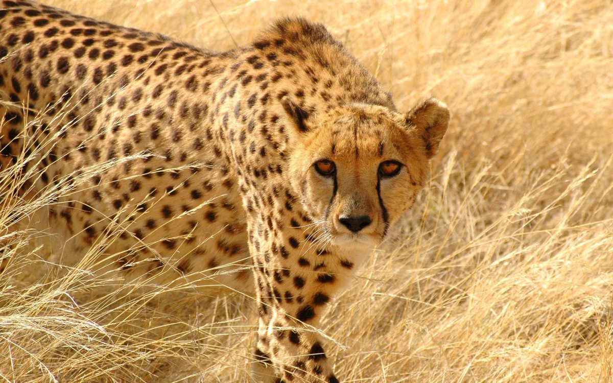 226 Cheetah Wallpapers | Cheetah Backgrounds Page 2