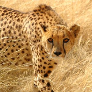 download 226 Cheetah Wallpapers | Cheetah Backgrounds Page 2