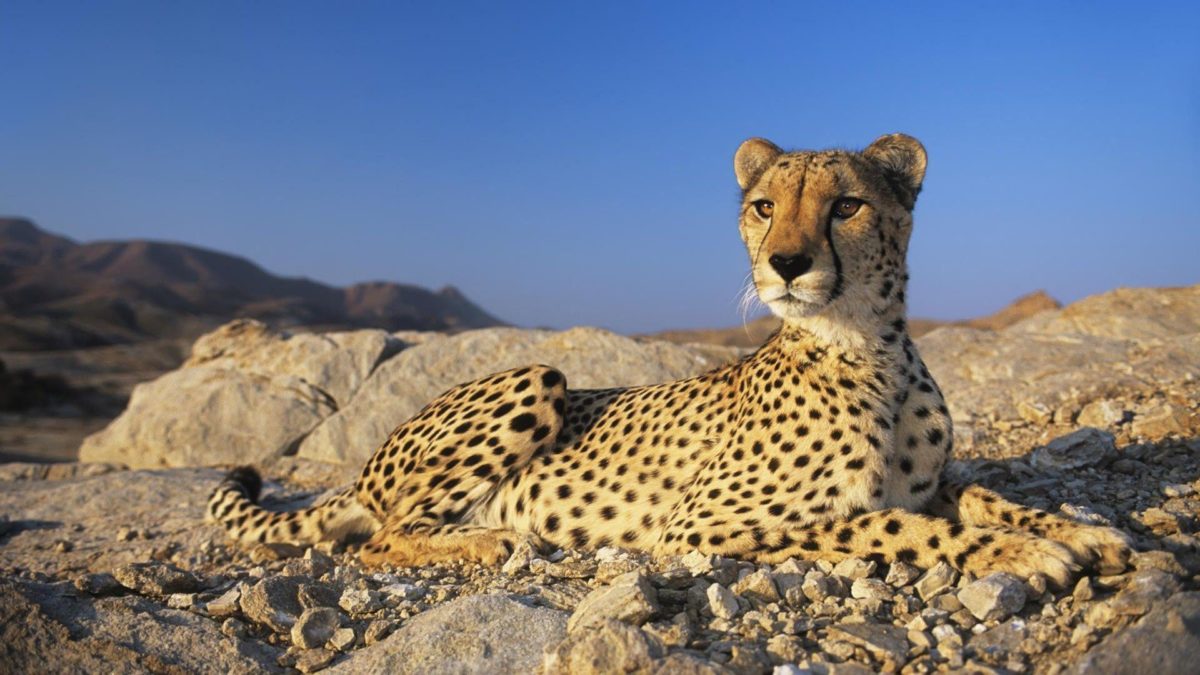 Cheetah Wallpapers – HD Wallpapers Inn