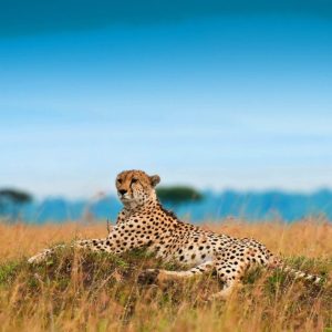 download Cheetah Wallpaper 20914 #8803001