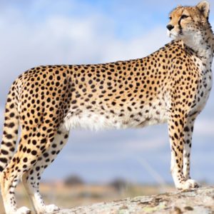 download AmazingPict.com | Cheetah Wallpaper HD