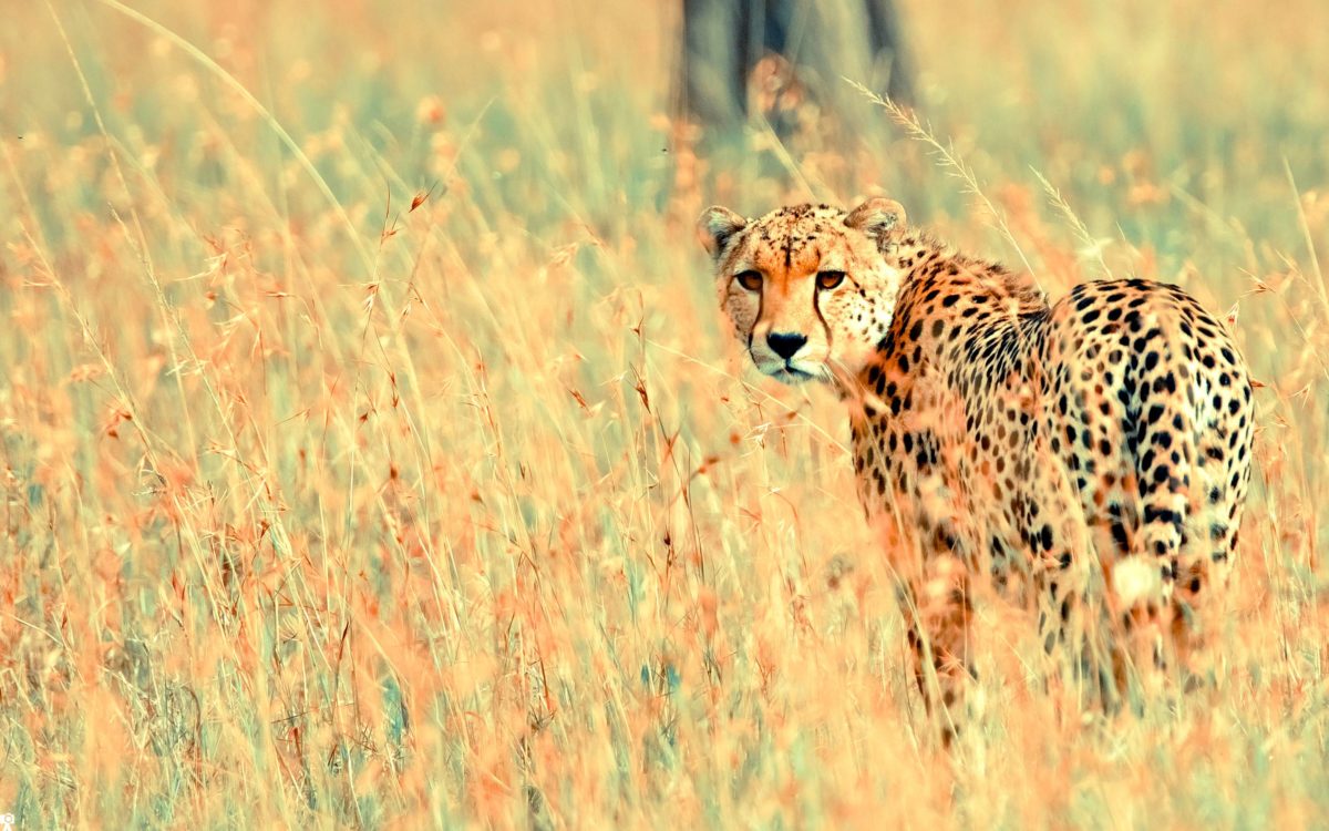 Beautiful Cheetah Wallpapers | HD Wallpapers