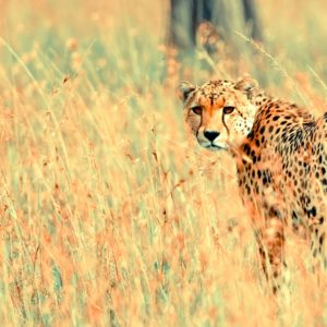 download Beautiful Cheetah Wallpapers | HD Wallpapers
