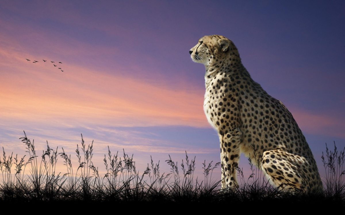 Cheetah wallpaper | 2560×1600 | 98339 | WallpaperUP