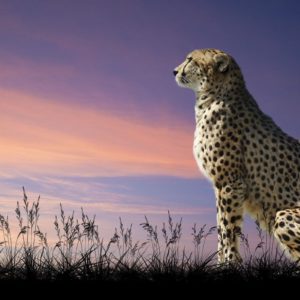 download Cheetah wallpaper | 2560×1600 | 98339 | WallpaperUP