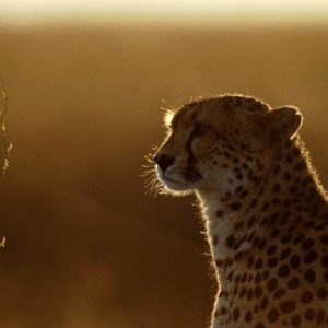 download Cheetah HD wallpapers – HD Wallpapers Inn