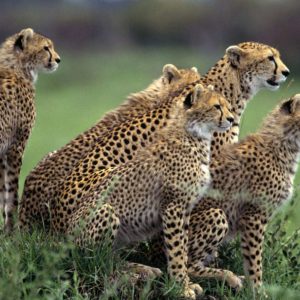 download The Cheetah Orphans Download Wallpaper Nature 1024x786PX …