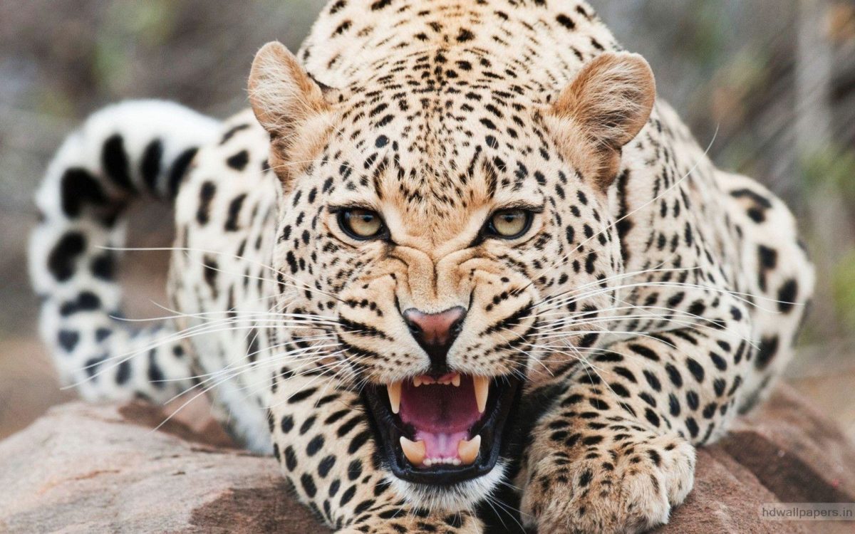 Amazing Cheetah Wallpapers | HD Wallpapers