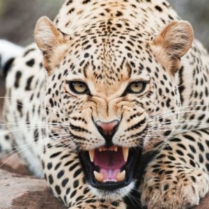 download Amazing Cheetah Wallpapers | HD Wallpapers