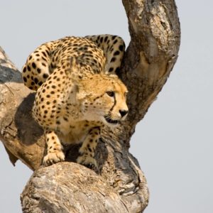 download 226 Cheetah Wallpapers | Cheetah Backgrounds Page 2
