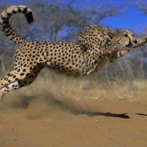 download Pix For > Cheetah Wallpaper