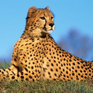 download Wallpapers For > Cute Cheetah Backgrounds