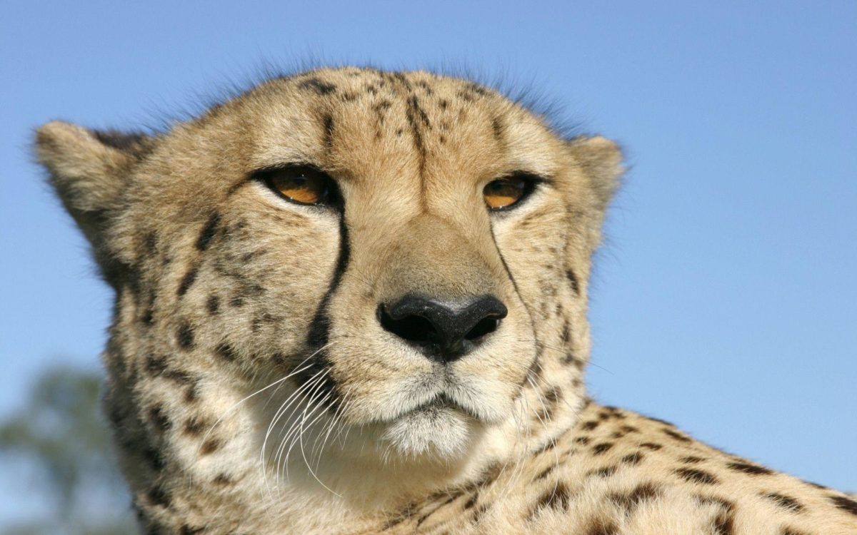 Cheetah | HD Wallpapers