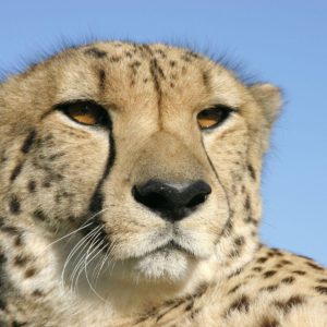 download Cheetah | HD Wallpapers