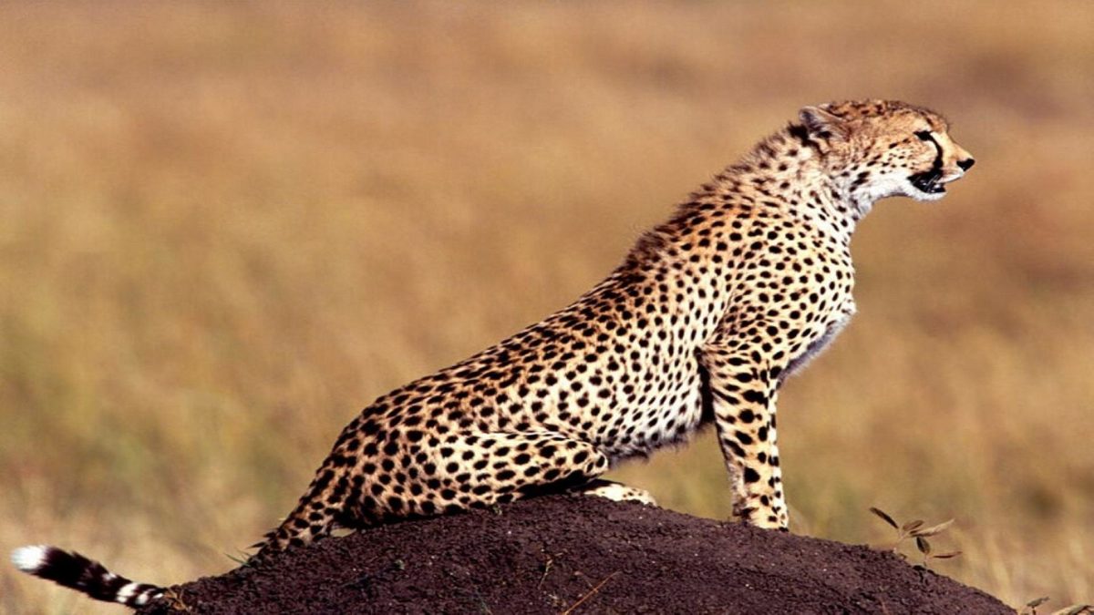 Cheetah Wallpaper | Animal HD Wallpapers