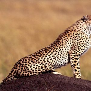 download Cheetah Wallpaper | Animal HD Wallpapers