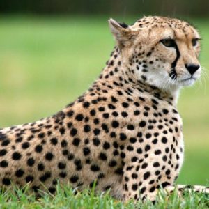 download Cheetah wallpaper – Animal wallpapers – #