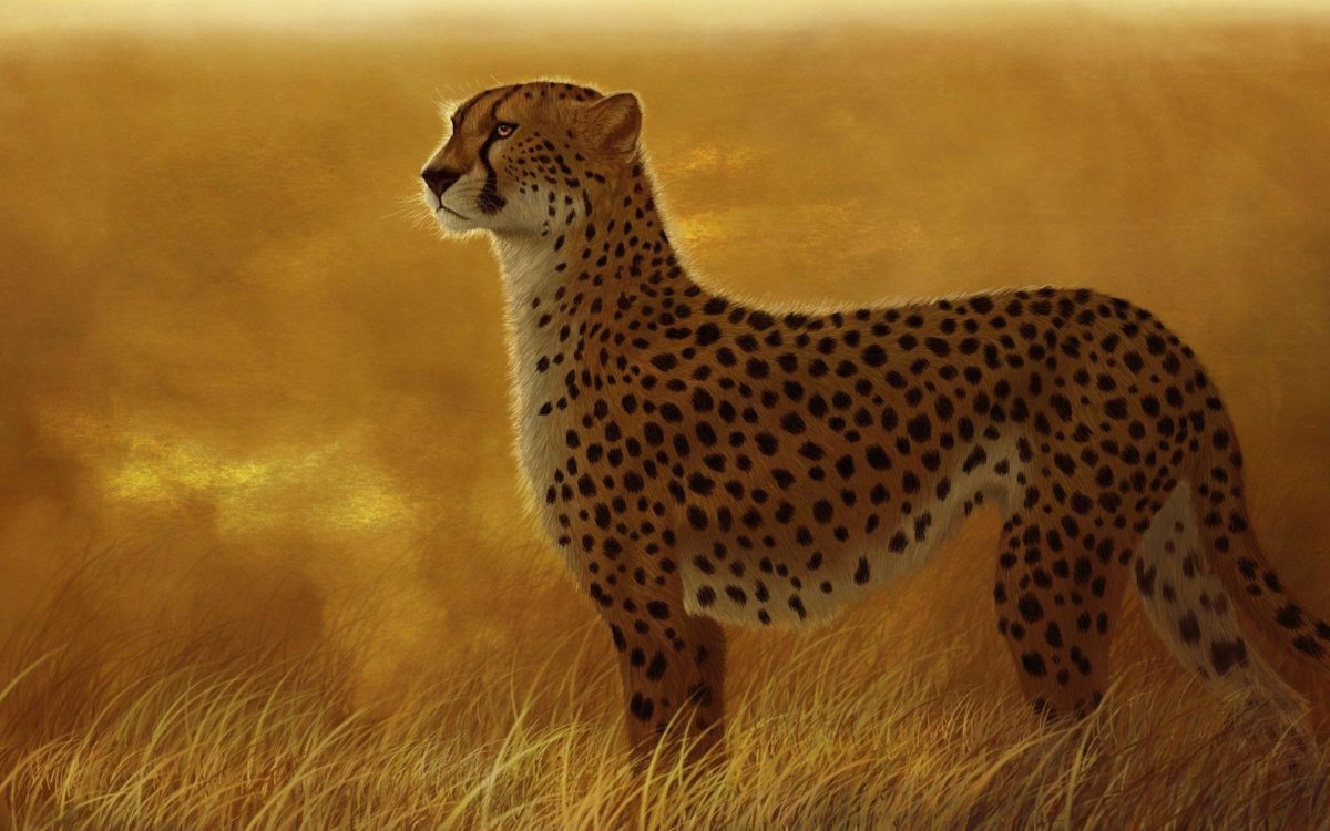 2 Cheetah Wallpapers | Cheetah Backgrounds