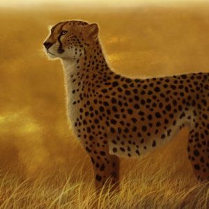 download 2 Cheetah Wallpapers | Cheetah Backgrounds