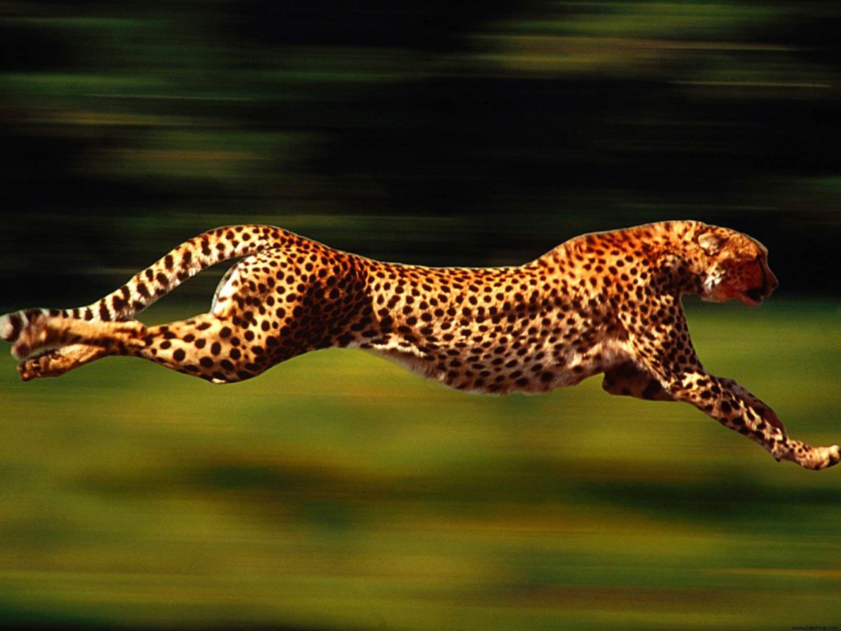 Cheetah | Wallpapers HD free Download