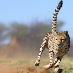 download Cheetah | Wallpapers HD free Download