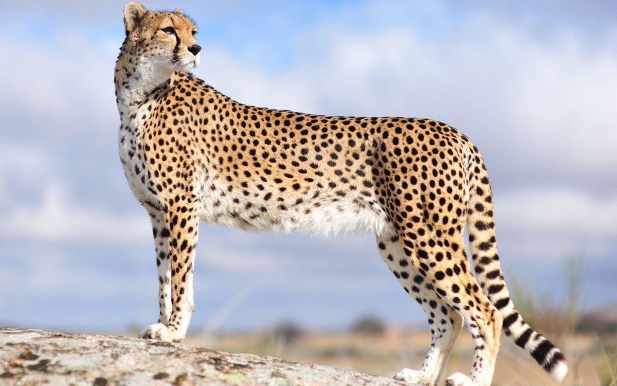 Cheetah Wallpapers – Full HD wallpaper search