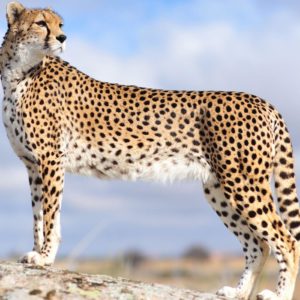 download Cheetah Wallpapers – Full HD wallpaper search
