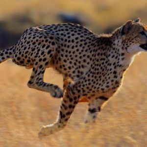 download Animals For > African Cheetah Wallpaper